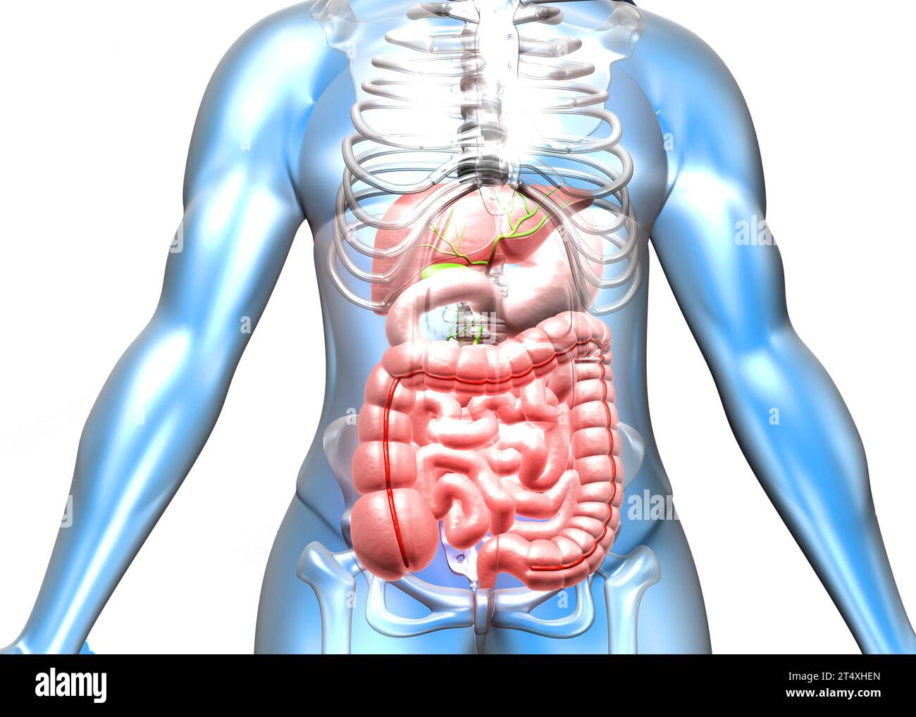 Corpo umano con sistema digestivo. illustrazione 3d. Foto Stock