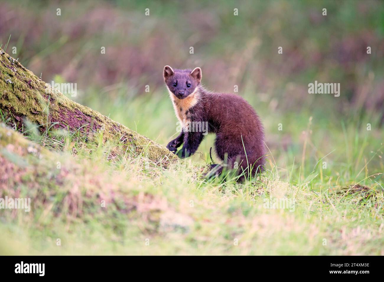 In posa per le foto SCOZIA le immagini TOCCANTI di due adorabili martora di pini britannici mostrano una di queste che si fa affettuosamente insaporire il compagno di coppia con dei baci. C Foto Stock