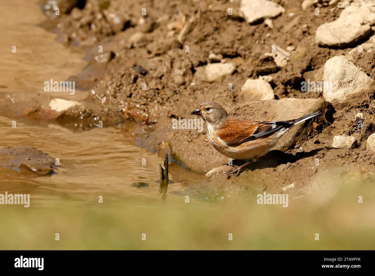 Fanello comune Foto Stock