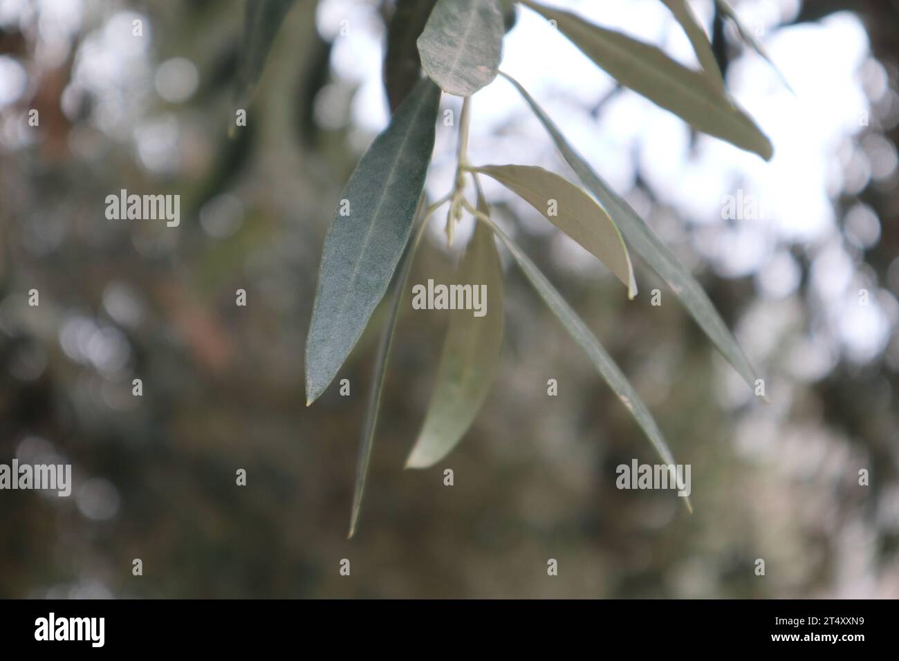 Ramo di ulivo. Ulivo Foto Stock