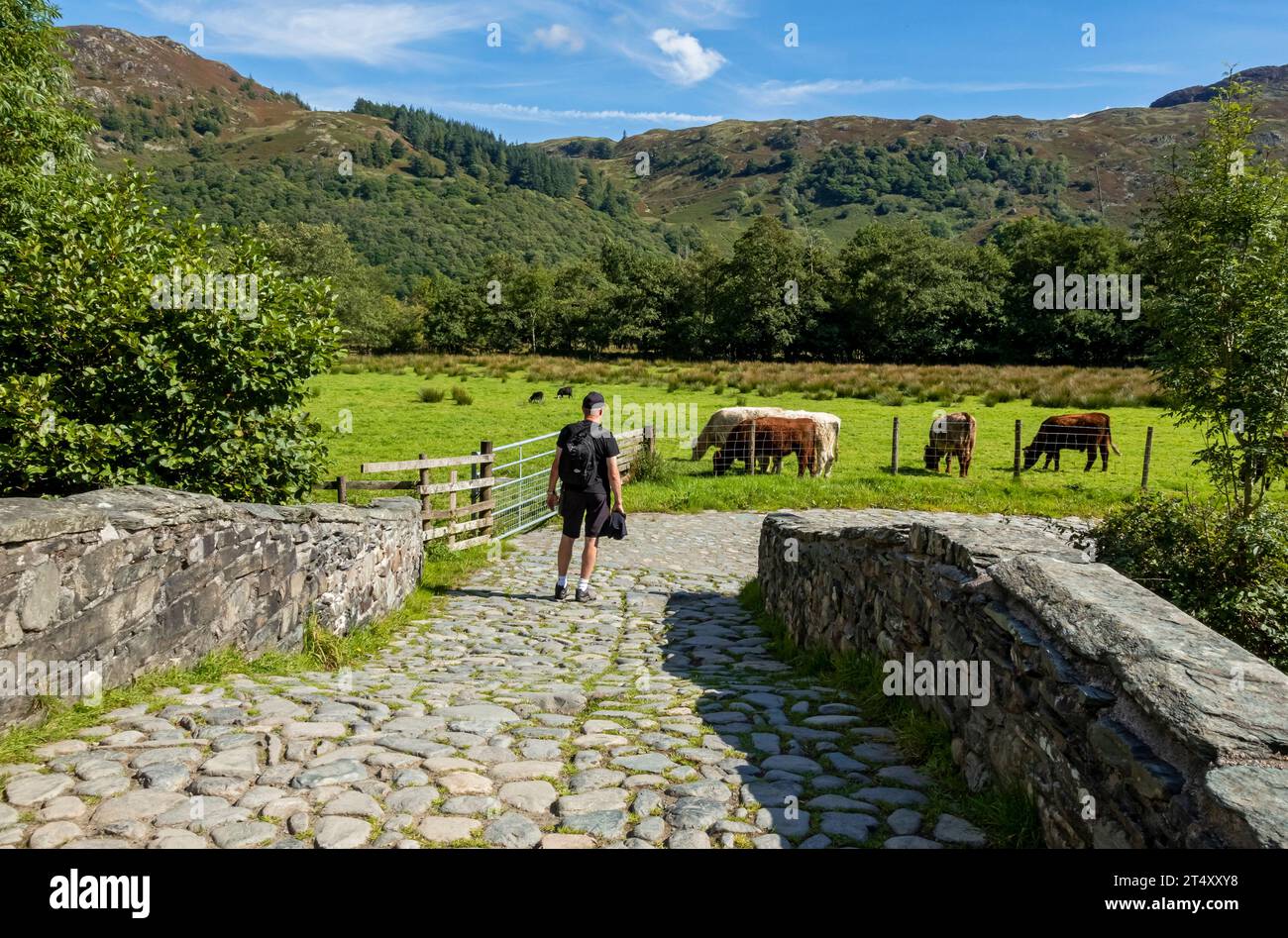Uomo che osserva il bestiame che pascolava in un campo d'estate lungo la Cumbria Way, il Borrowdale Lake District National Park Cumbria, Inghilterra, Regno Unito Foto Stock