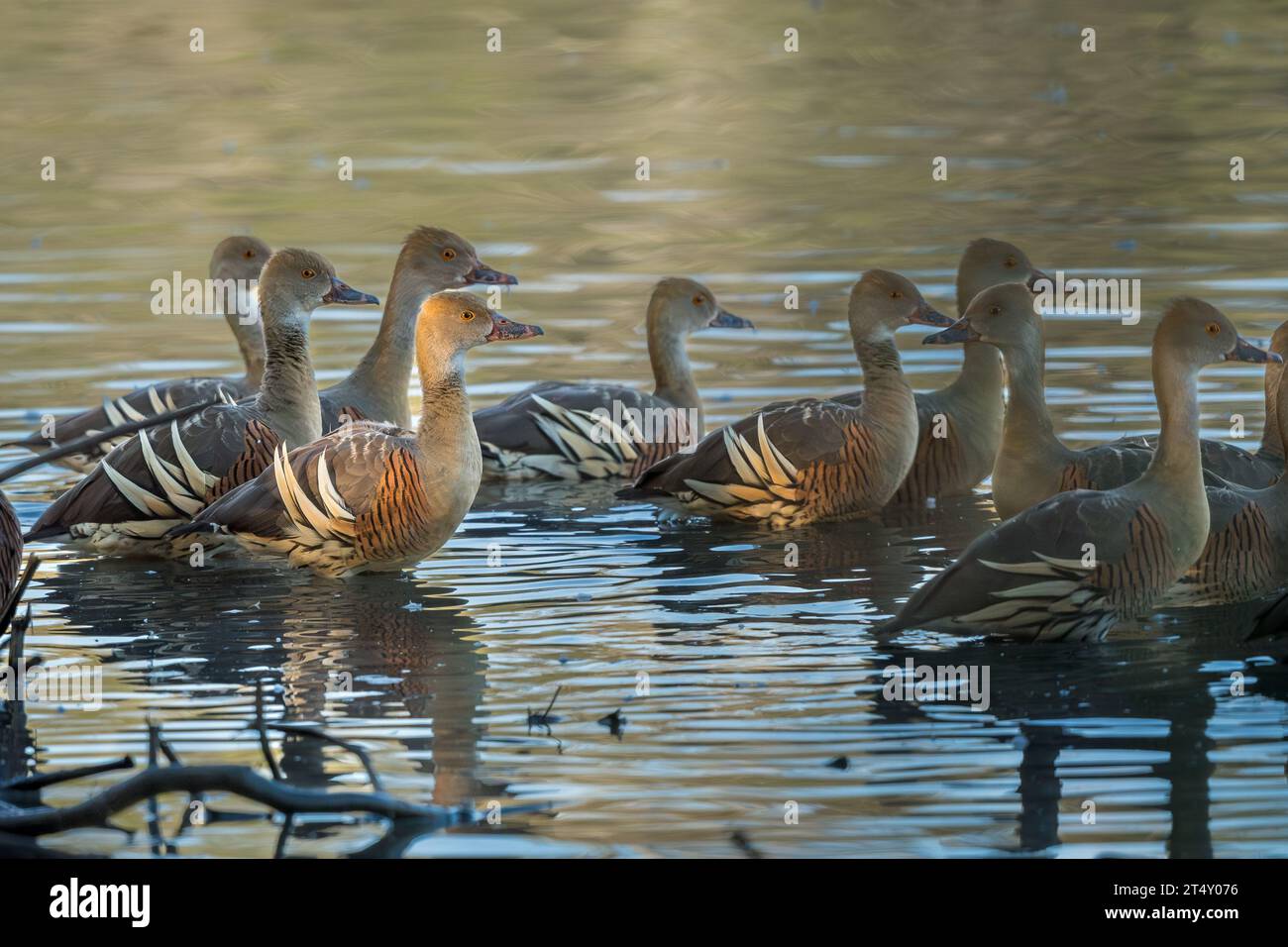 Un piccolo gregge di anatre piombate siede ancora nell'acqua della palude di Hastie salutando il sole del mattino prima di uscire per dare da mangiare alla laguna. Foto Stock