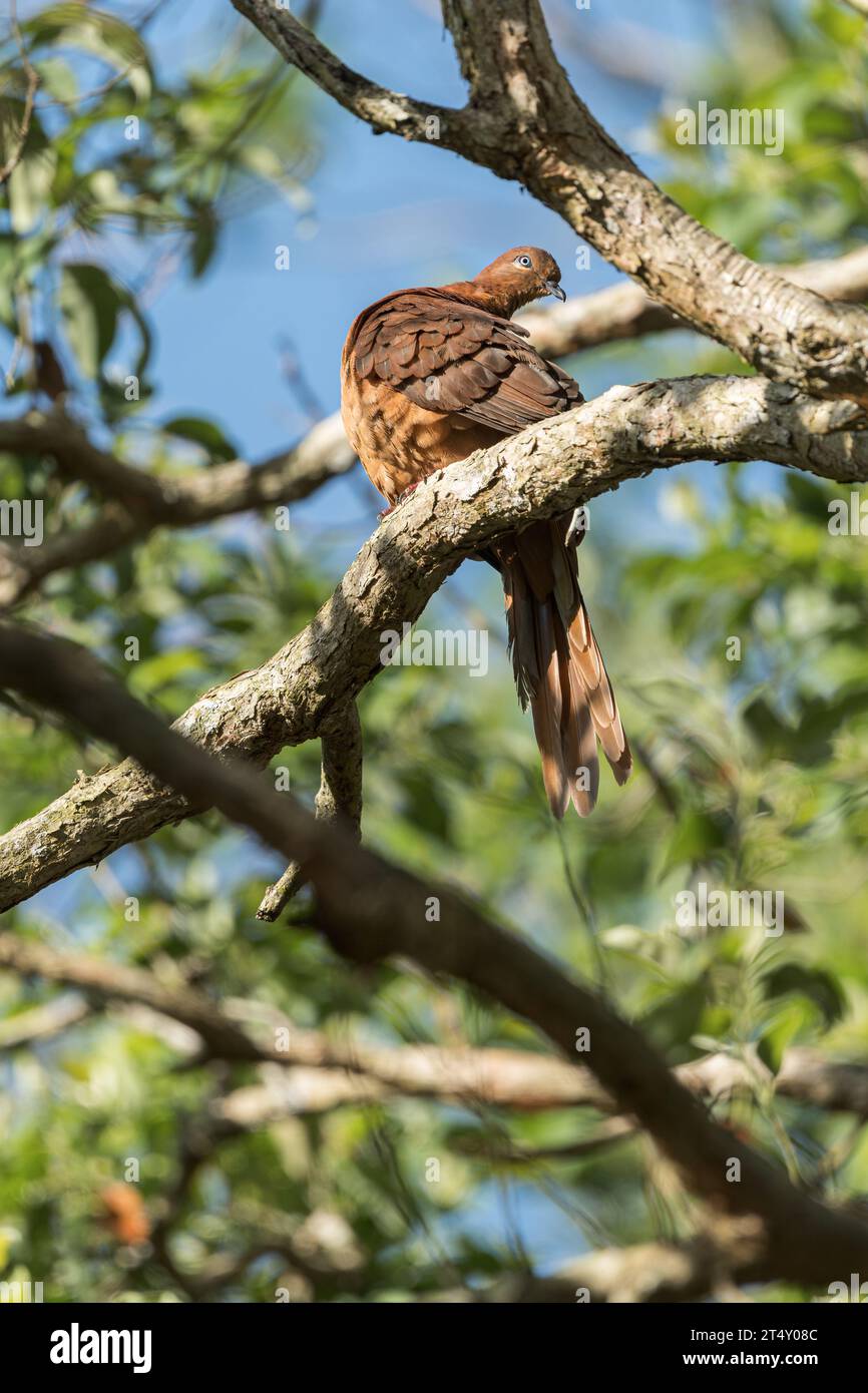 Un singolo maschio, Brown Cuckoo-dove si ferma per iniziare a pregare il suo piumaggio mentre si arrocca su un arto della foresta pluviale a Hasties Swamp, Atherton, Australia. Foto Stock