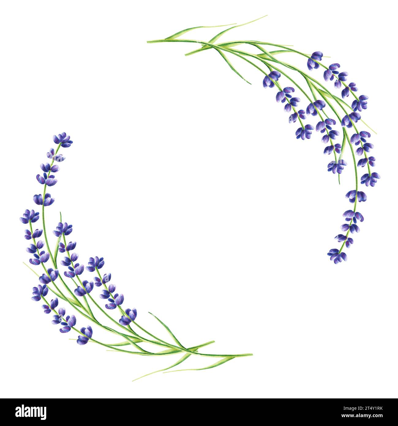 Cornice in acquerello con illustrazione in lavanda isolata su sfondo bianco. Particolare di prodotti di bellezza e botanica, cosmetologia e medicina. Per i desi Foto Stock