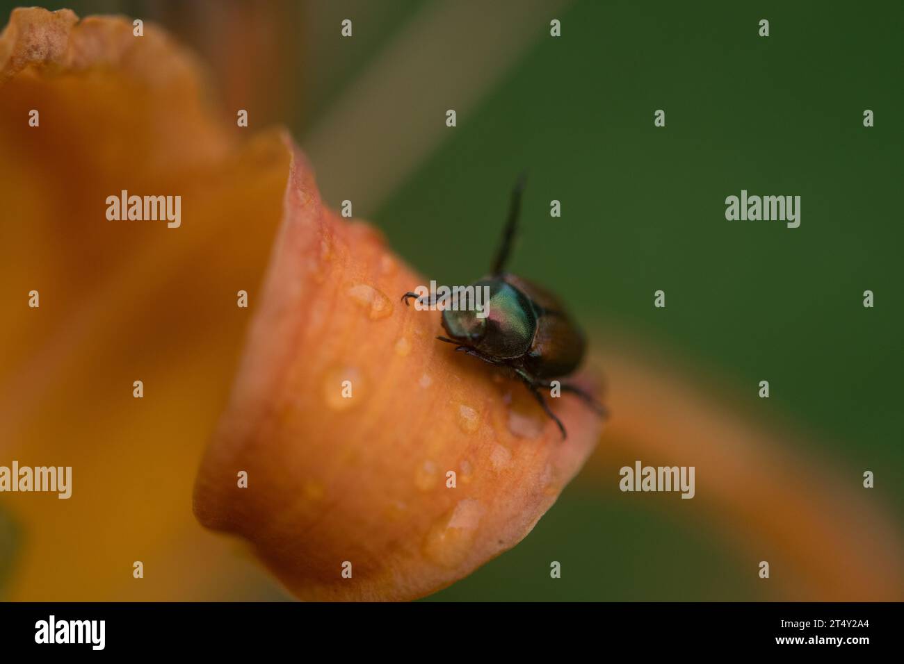 Piccolo scarabeo su un petalo di giglio Foto Stock