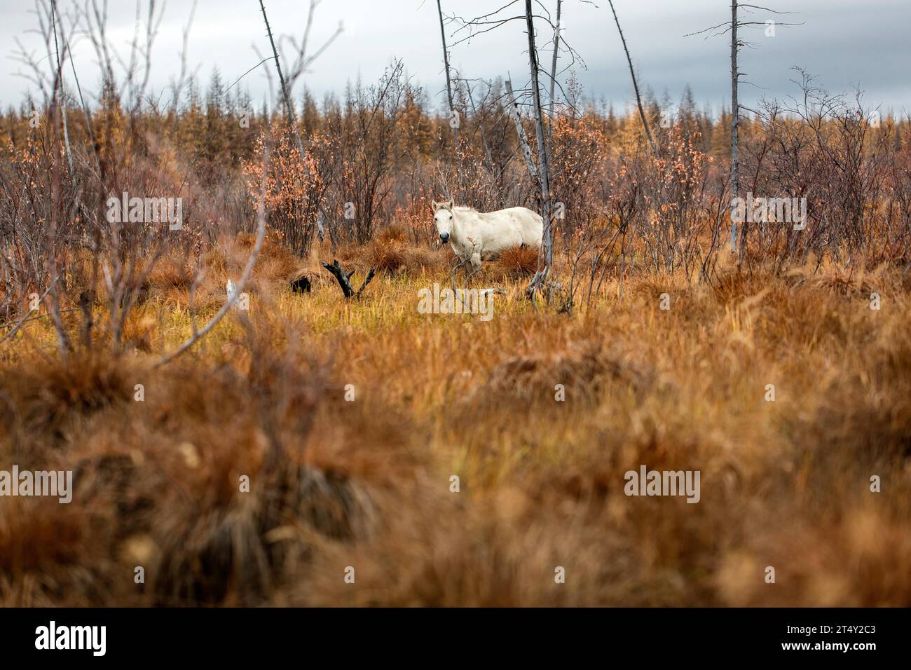 Wild Horse, Tundra, Chersky, Yakutia, Russia Foto Stock