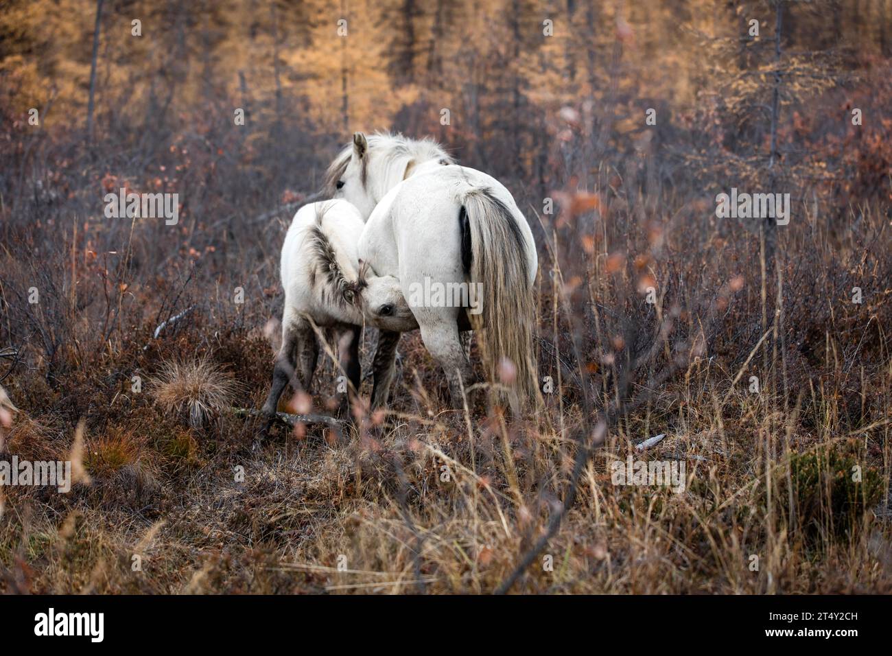 Cavalli selvaggi, Tundra, Chersky, Yakutia, Russia Foto Stock