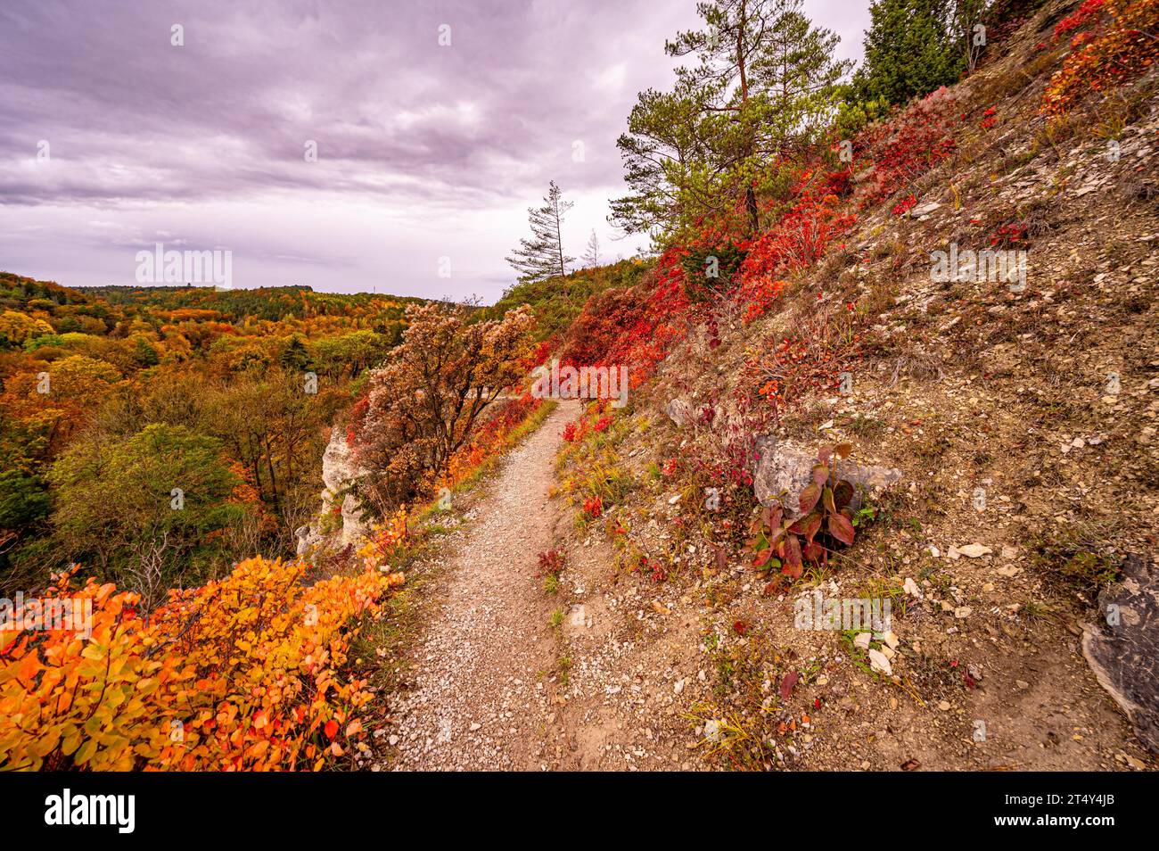 Cespugli di parrucca rossi (Cotinus) sulle montagne calcaree di Jena in autunno, Jena, Turingia, Germania Foto Stock