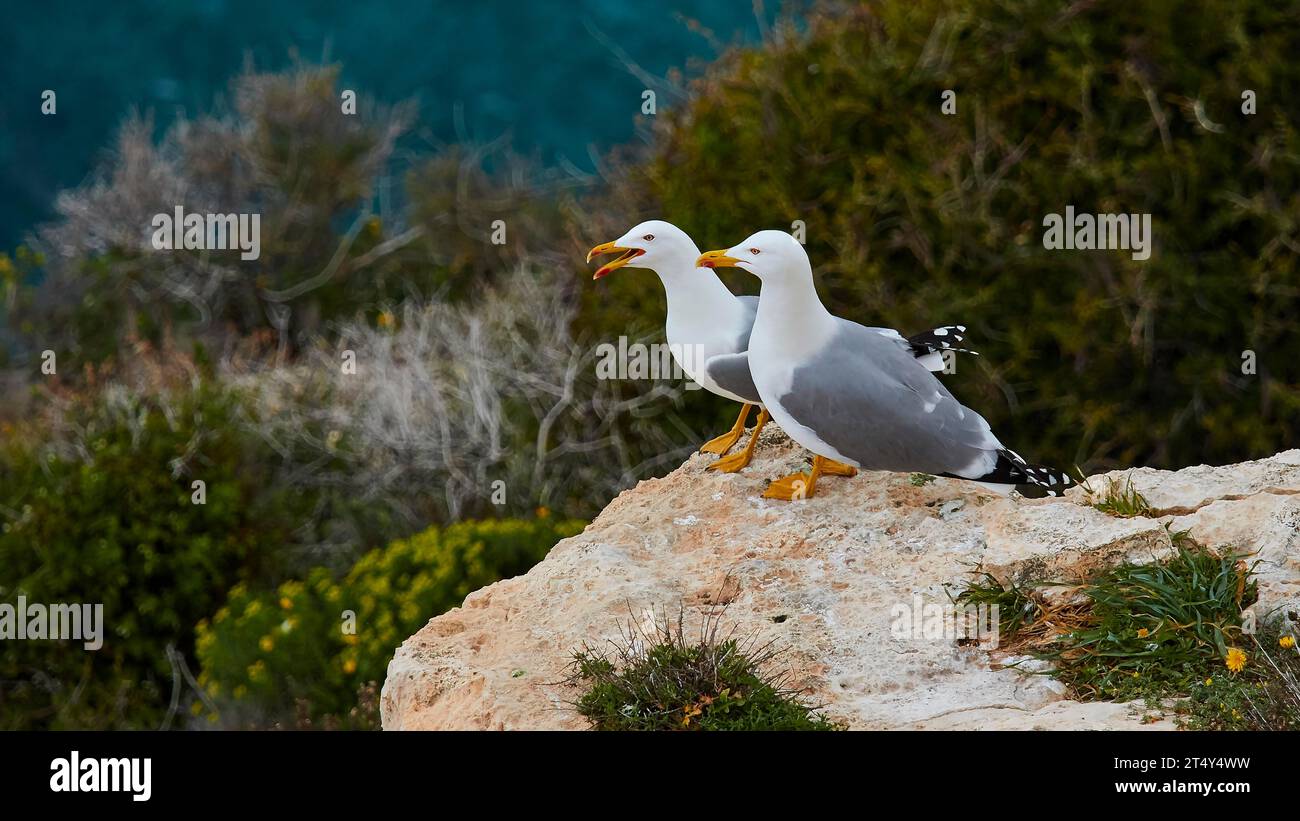 Due gabbiani, seduti su rocce, mare, sbarco, arbusti, albero Sole, rocce, riserva naturale orientata Isola di Lampedusa, Isola di Lampedusa, Agrigento Foto Stock