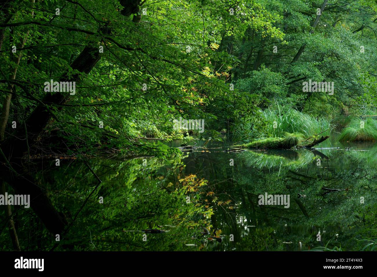 Vegetazione riflessa in un corpo d'acqua dolce. Brandeburgo, Eberswalde, Schwaerze. Parco naturale di Barnim Foto Stock