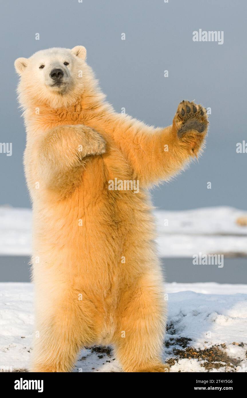 L'orso polare Ursus maritimus si alza e cerca di bilanciarsi, quasi come se stesse ballando o facendo tai chi, lungo Bernard Spit, ANWR Ak Foto Stock