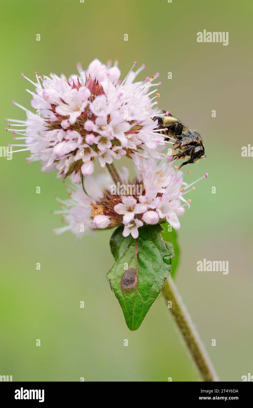 Ape comune nel solco o ape comune stretta (Lasioglossum calceatum) sulla menta d’acqua (Mentha aquatica) o sulla menta ruscello, Renania settentrionale-Vestfalia, Germania Foto Stock