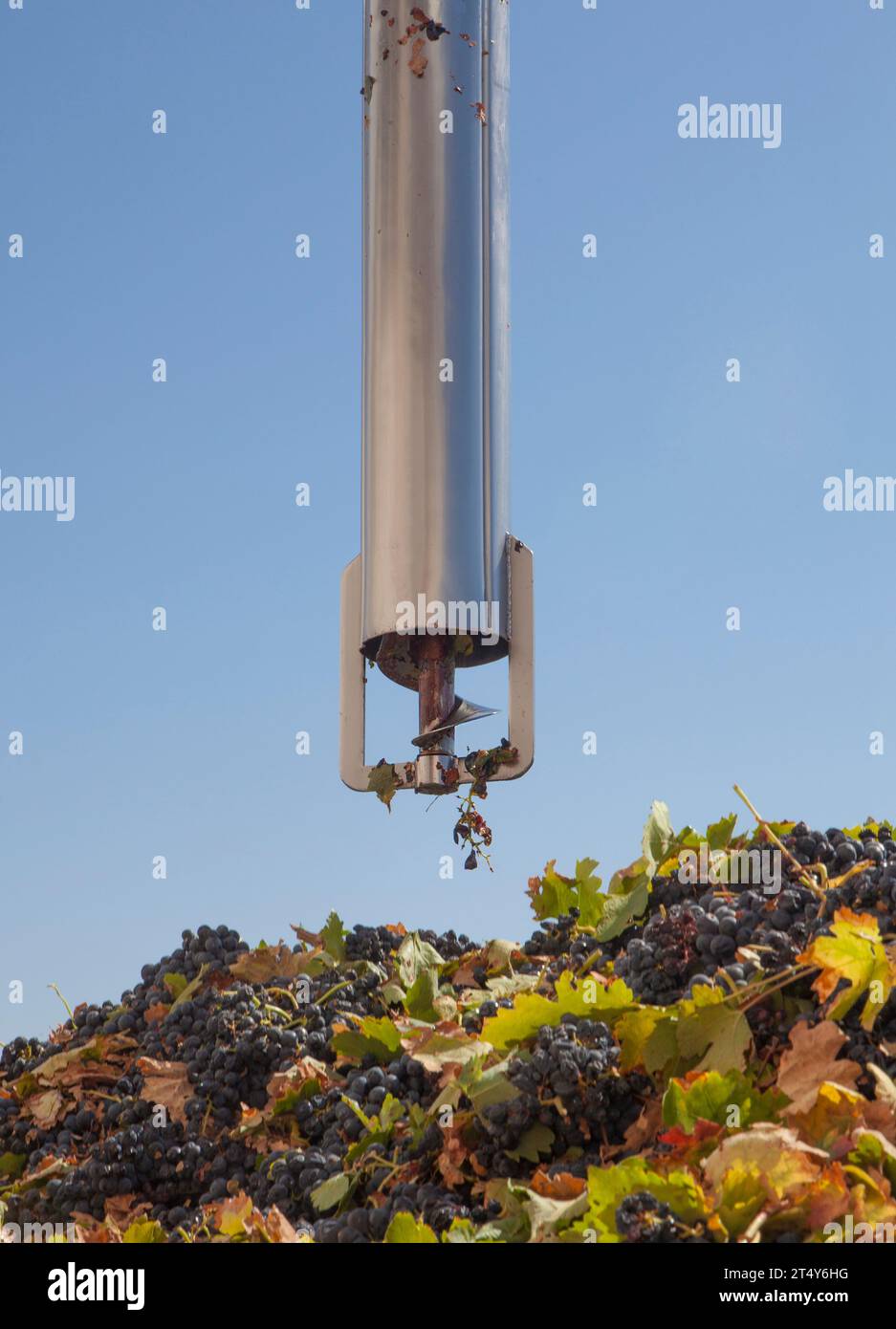 Tubo di campionamento su un rimorchio pieno di uva. Lavorazione della vendemmia in cantina Foto Stock