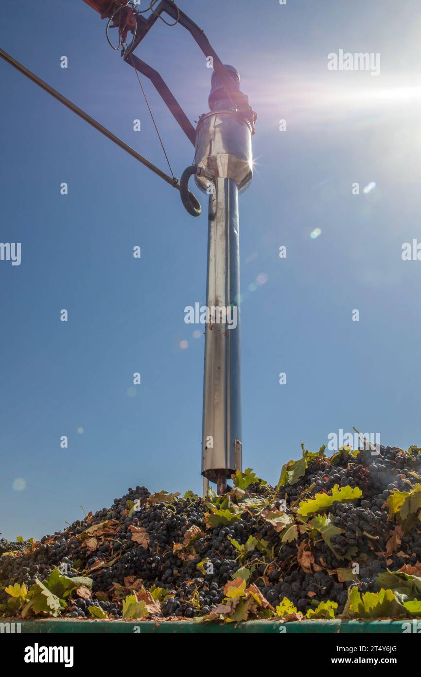 Tubo di campionamento su un rimorchio pieno di uva. Lavorazione della vendemmia in cantina Foto Stock