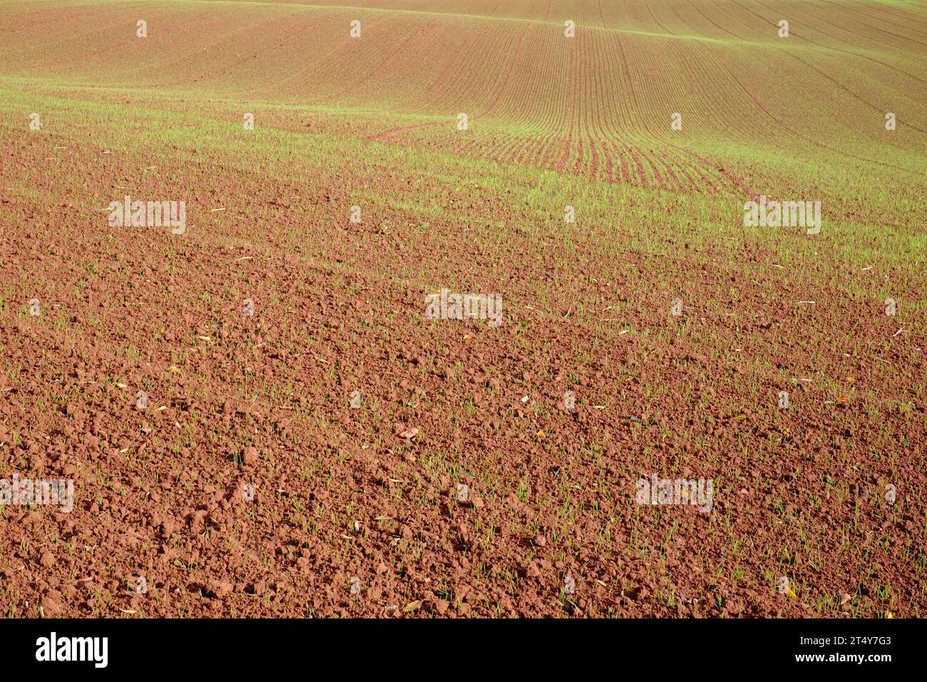 Il campo arato e seminato con i semi che iniziano a germinare e a spargere i germogli Foto Stock