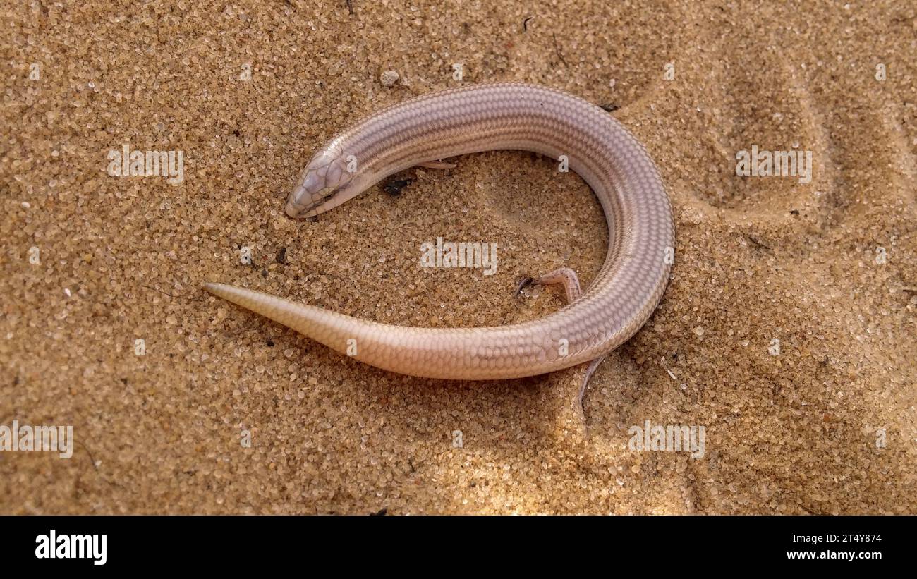 Skink snoked a cuneo Foto Stock
