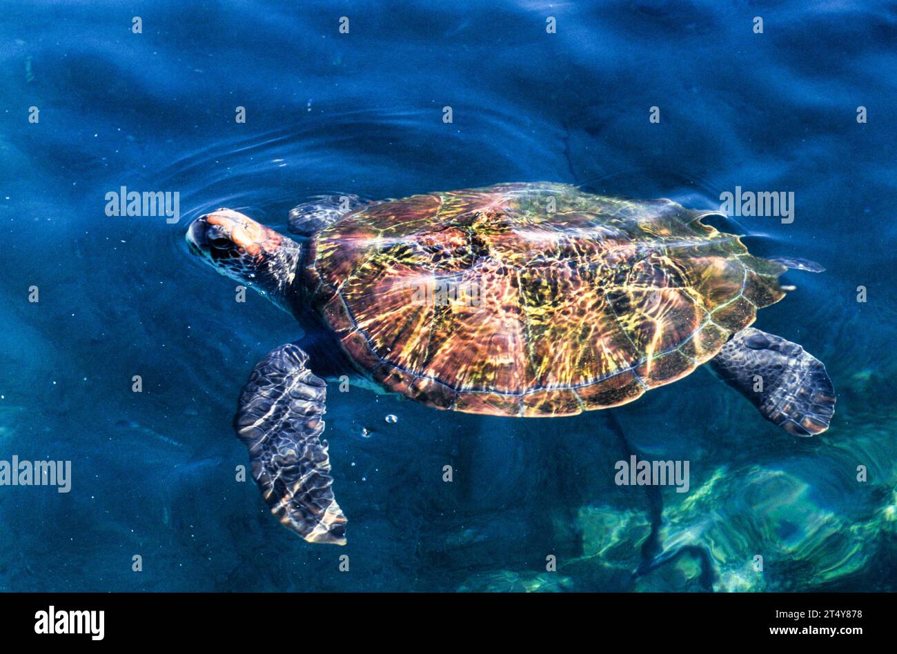Tartaruga Verde Foto Stock
