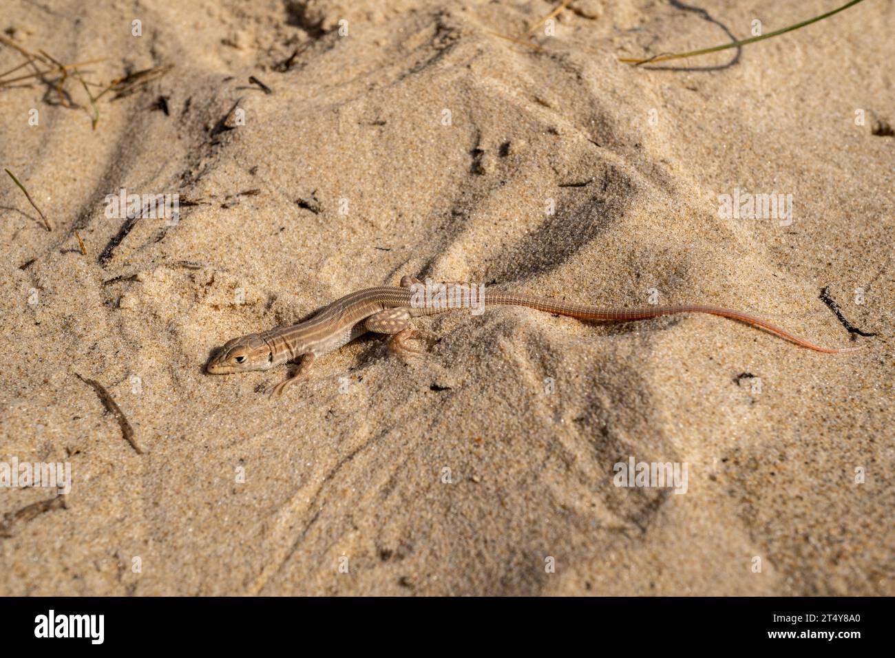 La lucertola frangia di Schreiber Foto Stock