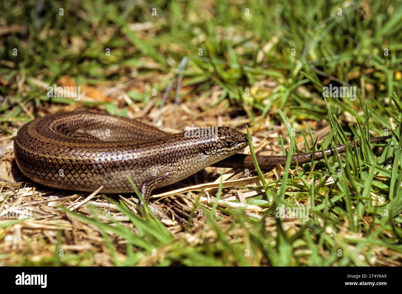 skink con bridled Foto Stock