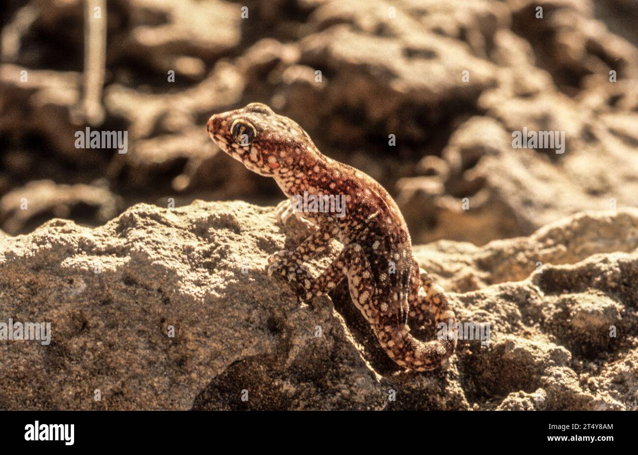 Stenodactylus sthenodactylus Foto Stock