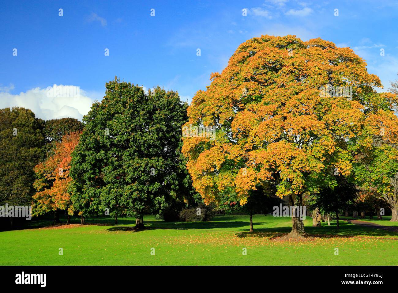 Colori autunnali Llandaff Fields, Cardiff, Galles del Sud, Regno Unito. Foto Stock