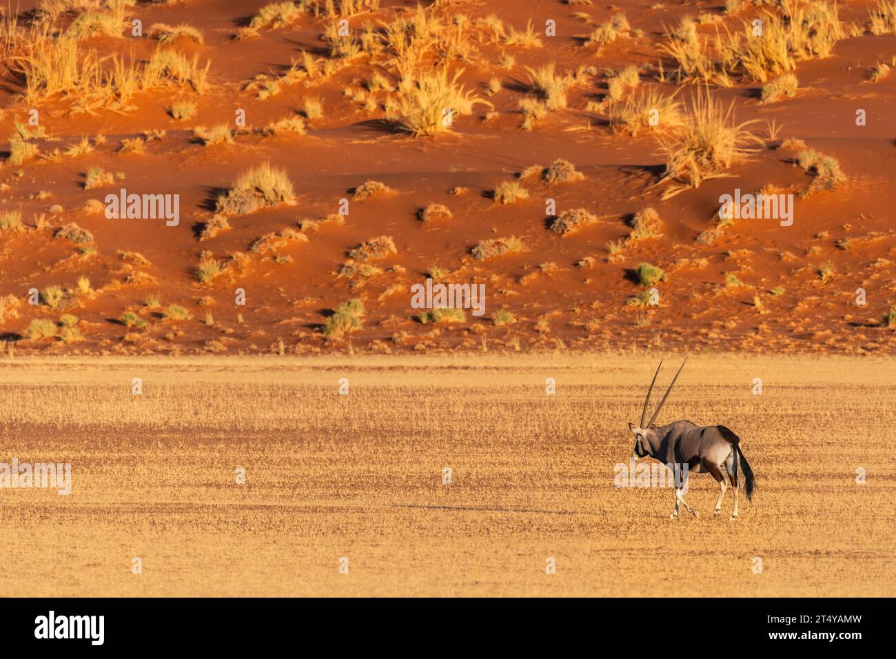 Gemsbok, Oryx gazella, Bovidae, deserto del Namib, Namibia, Africa Foto Stock