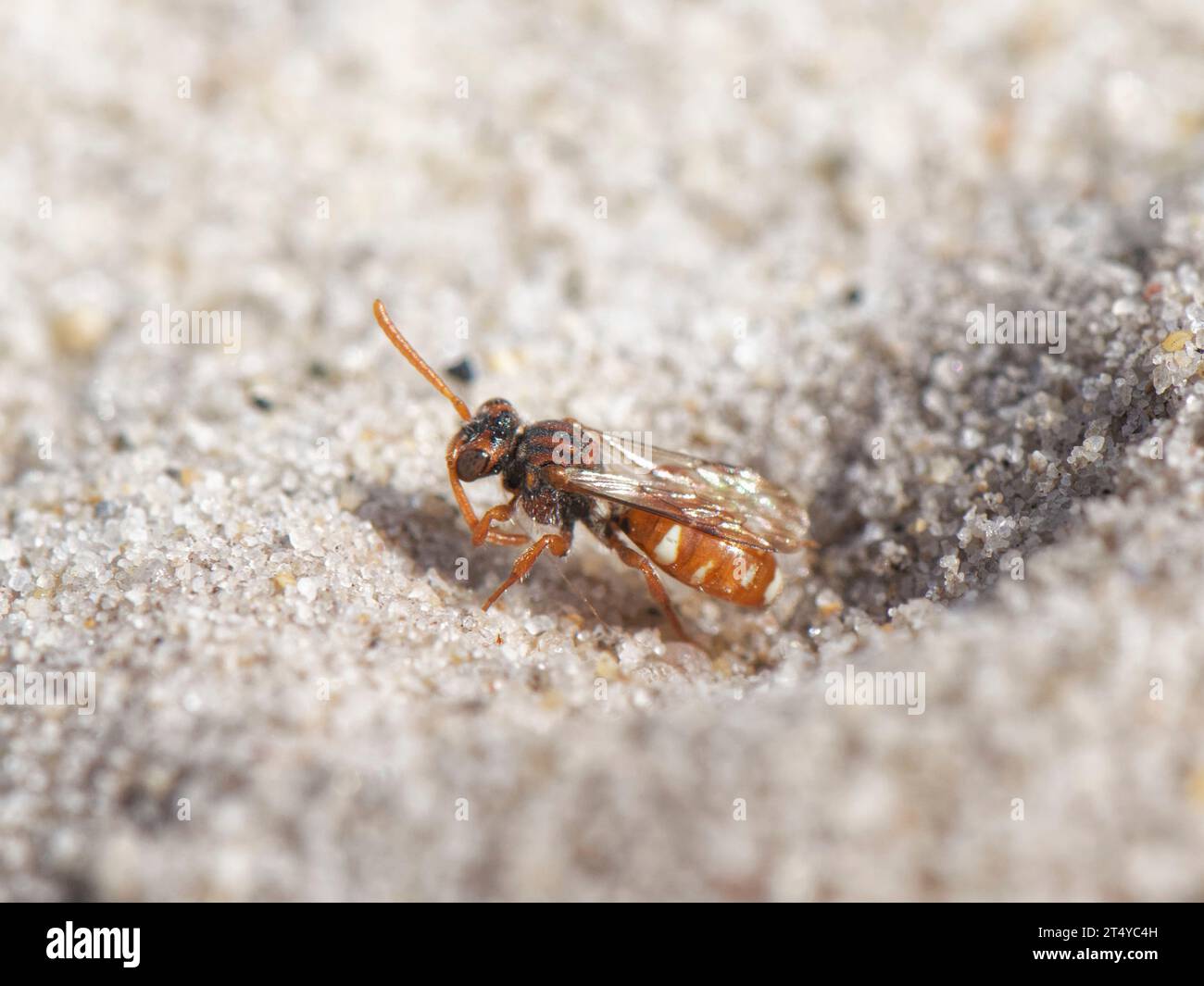 Nomade con artigli d'orso (Nomada baccata) un'ape parassita che emerge da una tana di nido del suo ospite la piccola ape mineraria di sabbia (Andrena argentata) Dorset. Foto Stock
