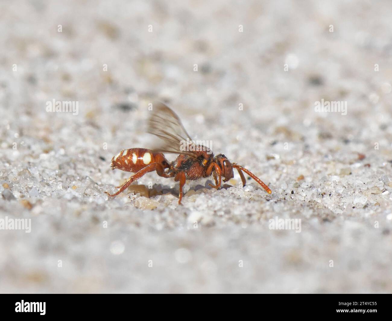 Nomade con artigli d'orso (Nomada baccata) un parassita scarso che cerca nidi della sua specie ospite la piccola ape mineraria di sabbia (Andrena argentata) Dorset. Foto Stock