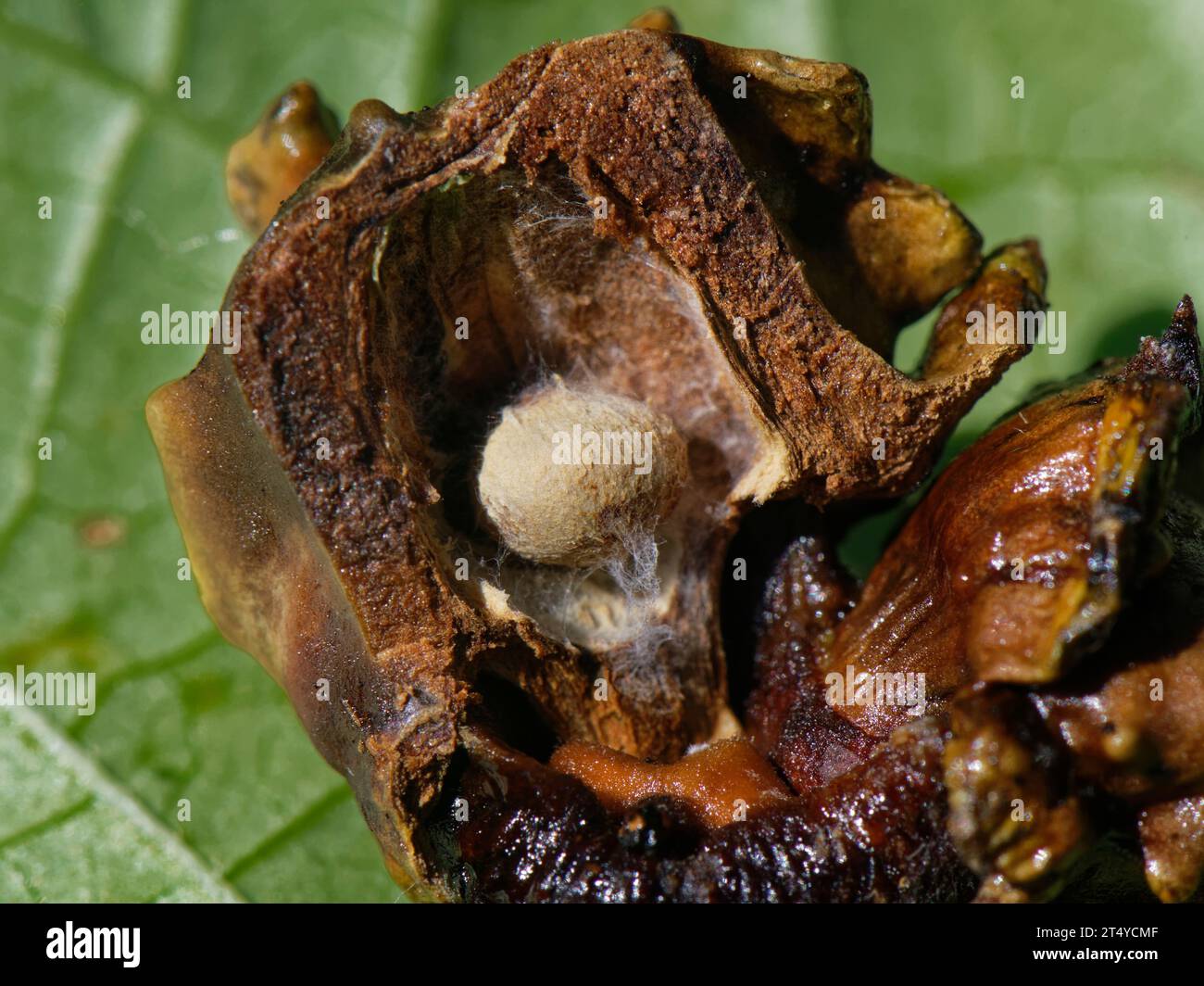 Interno di gall Knopper con vespa Knopper gall (Andricus quercuscalicis) all'interno di una ghianda di quercia inglese modificata (Quercus robur), Wiltshire, UK Sept Foto Stock