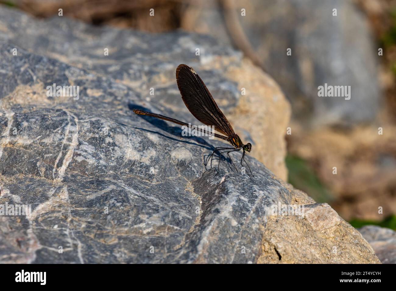 Un Dragonfly su una roccia Foto Stock