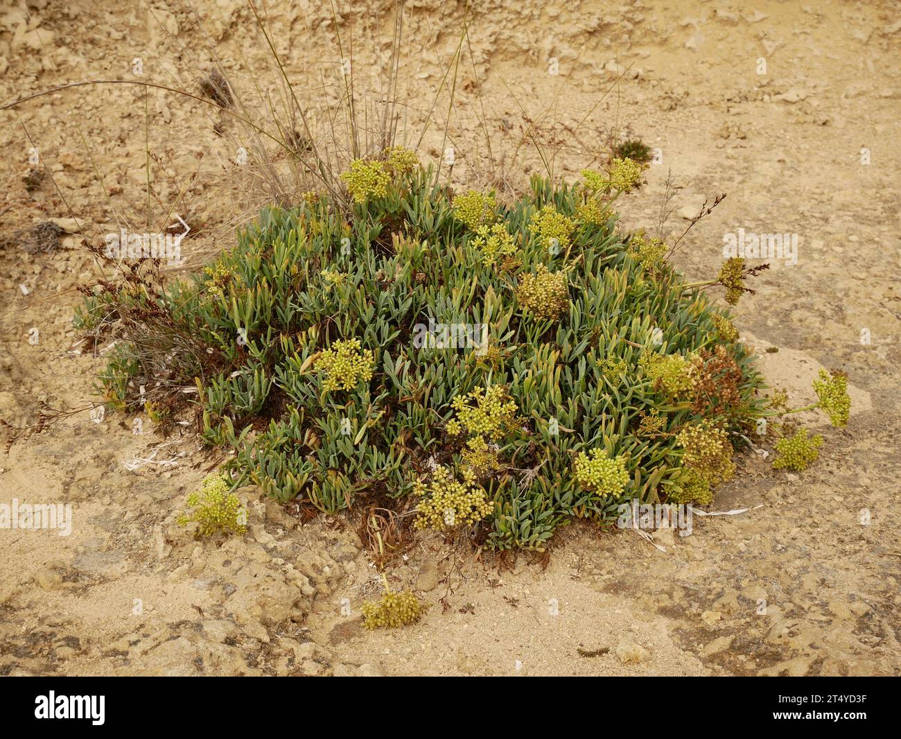 Samphire di roccia Crithmum maritimum su un promontorio roccioso nel mar Ionio, Zante, Grecia Foto Stock