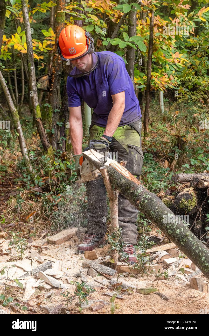 Uomo che utilizza una motosega elettrica per fare punti su pali di recinzione in legno nel bosco, Regno Unito Foto Stock