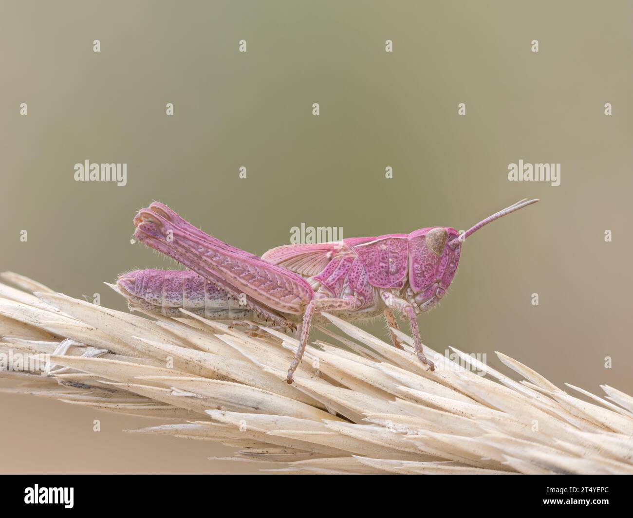 Field Grasshopper, Chorthippus brunneus, Una rara ninfa rosa, che mostra l'eritrismo genetico costiero del Norfolk Foto Stock