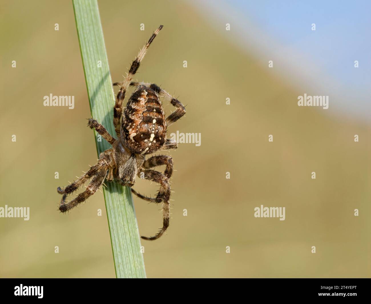 Croce con giardino Spider, Araneus diadematus, adulti su web nelle dune costiere. Settembre sul litorale di Norfolk Foto Stock