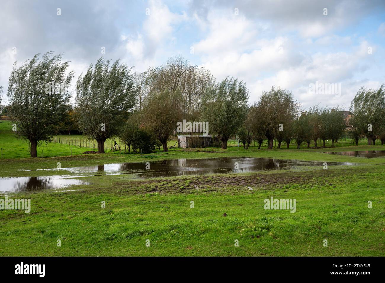 Riflettendo stagni e alberi d'acqua naturali presso il Pajottenland intorno a Lennik, Brabante fiammingo, Belgio Credit: Imago/Alamy Live News Foto Stock