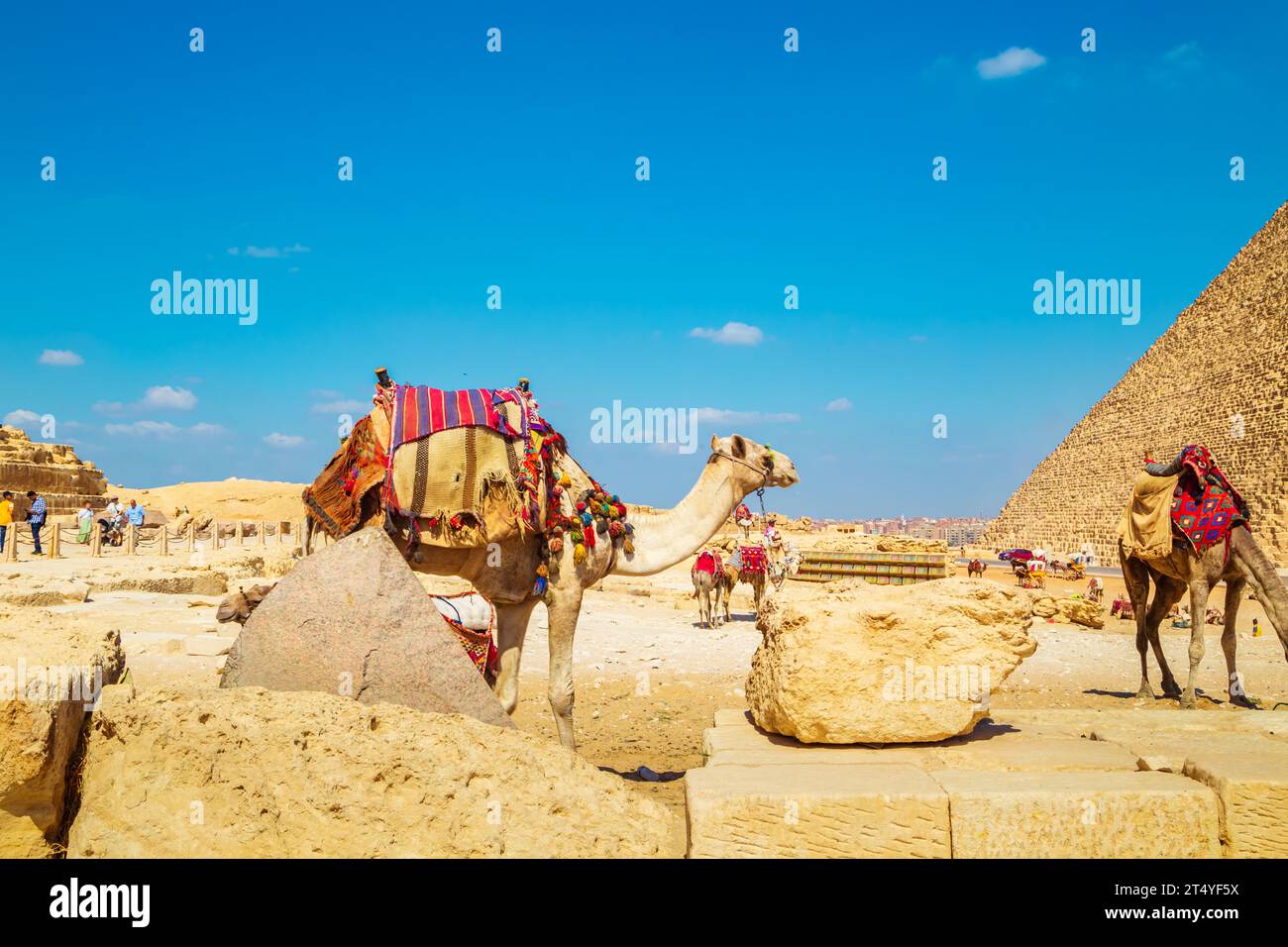 Autista di cammello vicino alle grandi Piramidi d'Egitto. Attrazioni turistiche, passeggiate a dorso di cammello. Giza, Egitto – 16 ottobre 2023 Foto Stock