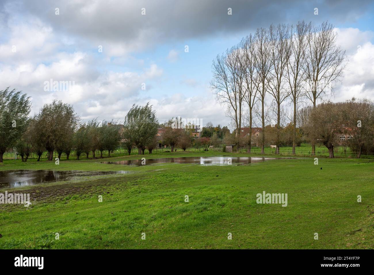 Riflettendo stagni e alberi d'acqua naturali presso il Pajottenland intorno a Lennik, Brabante fiammingo, Belgio Credit: Imago/Alamy Live News Foto Stock