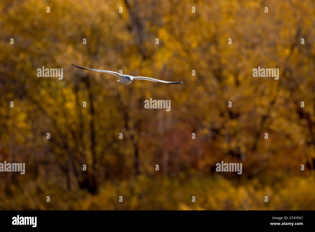 Vista frontale di un gabbiano a becco circolare che vola con alberi autunnali sullo sfondo in una giornata autunnale in Iowa. Foto Stock