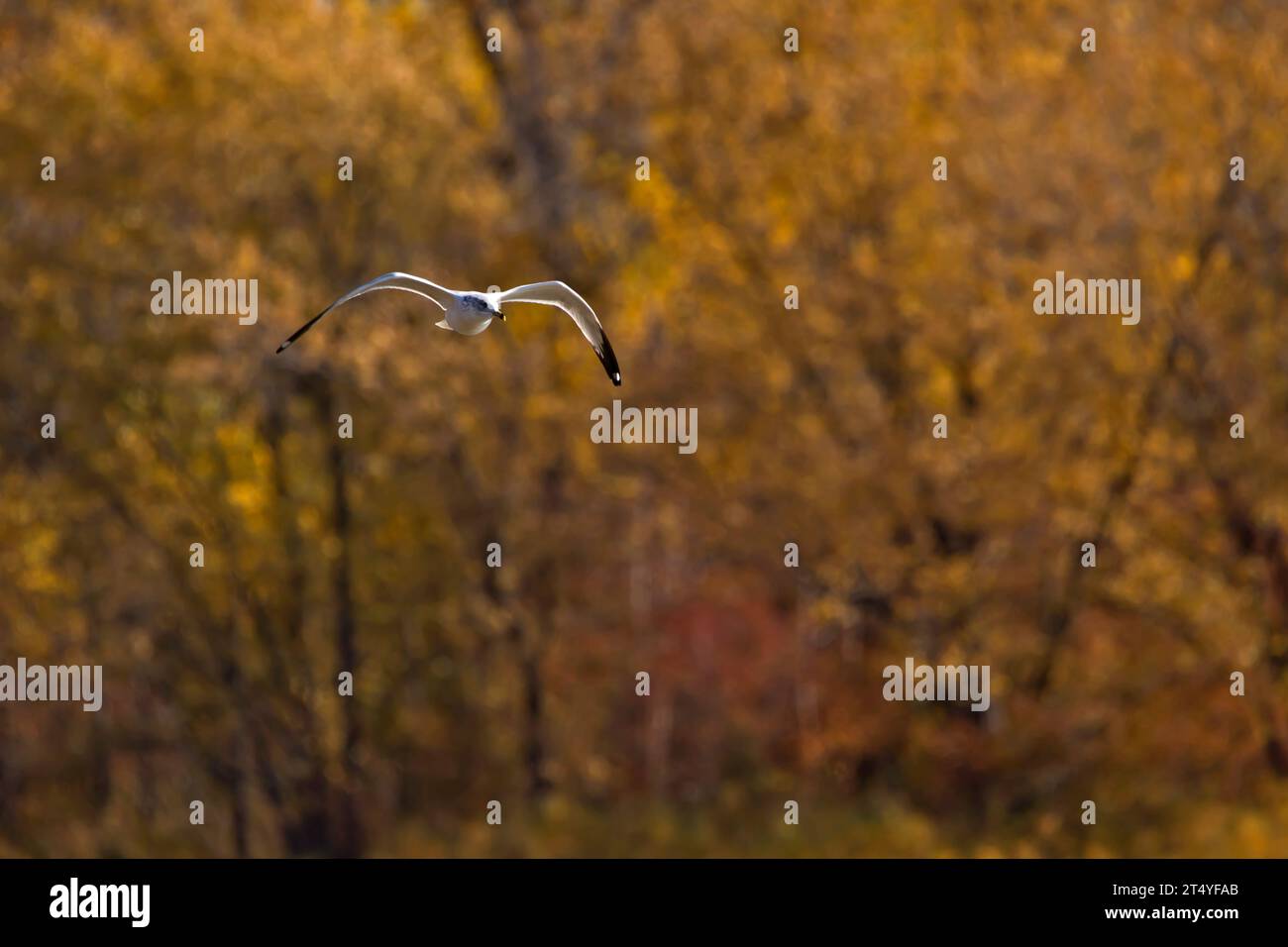 Chiama il gabbiano in volo con alberi autunnali sullo sfondo in un giorno autunnale in Iowa. Foto Stock