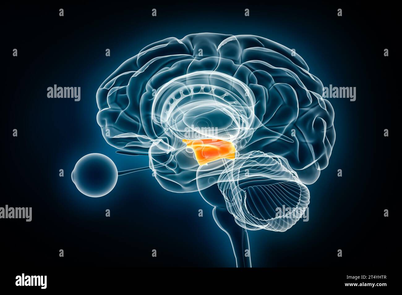 Visualizzazione a raggi X laterale mesencefalo o mesencefalo illustrazione del rendering 3D. Anatomia del cervello umano e del sistema nervoso, medico, sanitario, biologia, scienza, Foto Stock