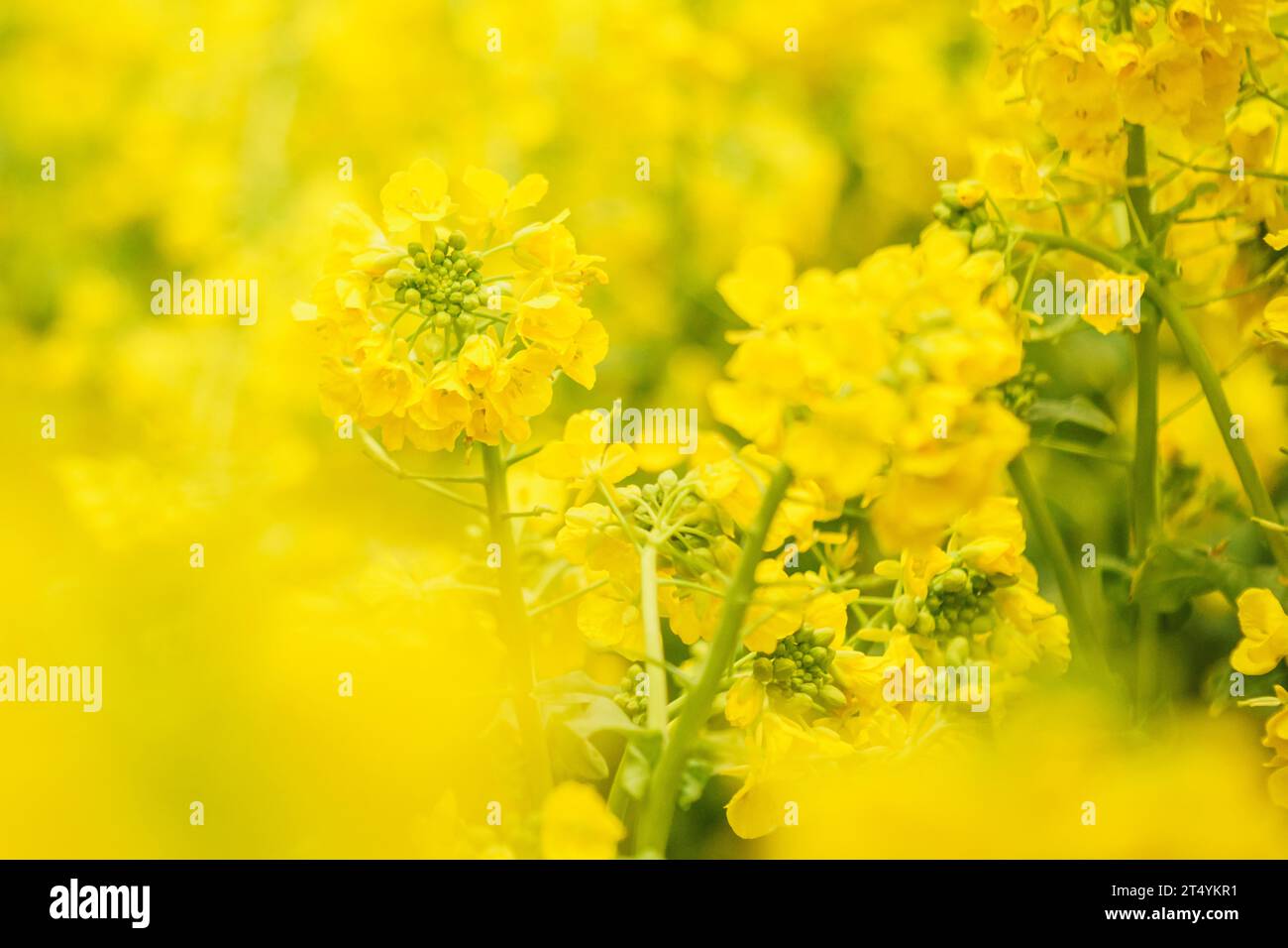 Fiori di colza gialli che fioriscono nel giardino interno Foto Stock