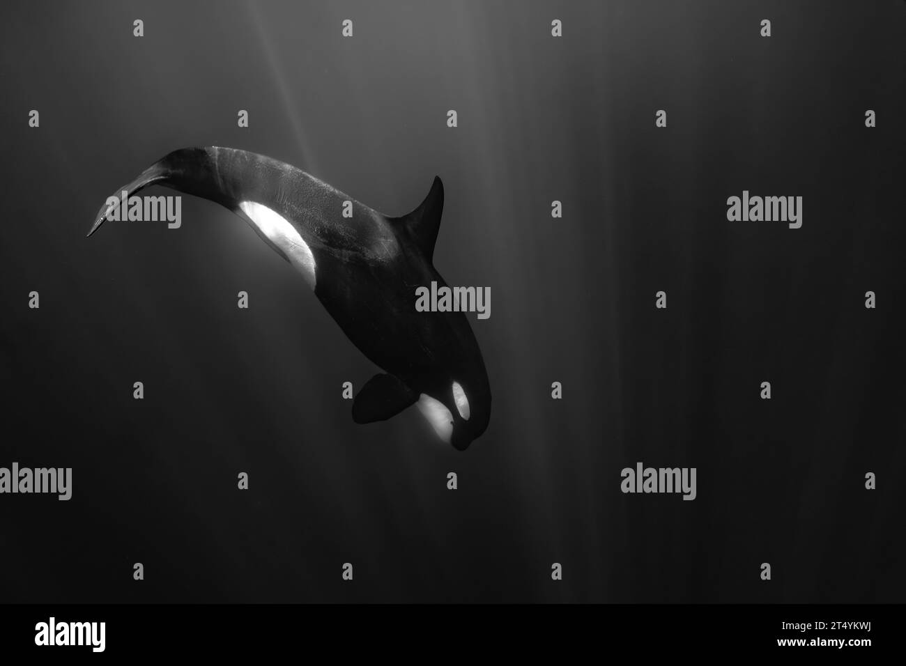 Orche (Orcinus orca) che nuotano appena sotto la superficie nelle acque cristalline di Mayotte, un mare calmo e una vivace scena pelagica Foto Stock