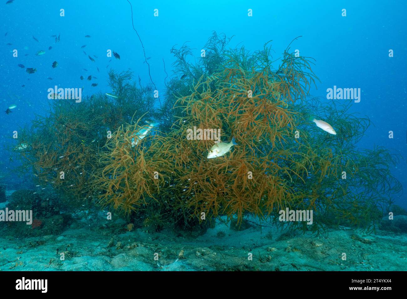 Ramificazione di corallo gorgoniano a Nosy Be, Madagascar. Habitat di ventole di mare boschivo che sostengono la vita dei pesci di barriera corallina nella vibrante zona bentonica dell'Oceano Indiano. Foto Stock