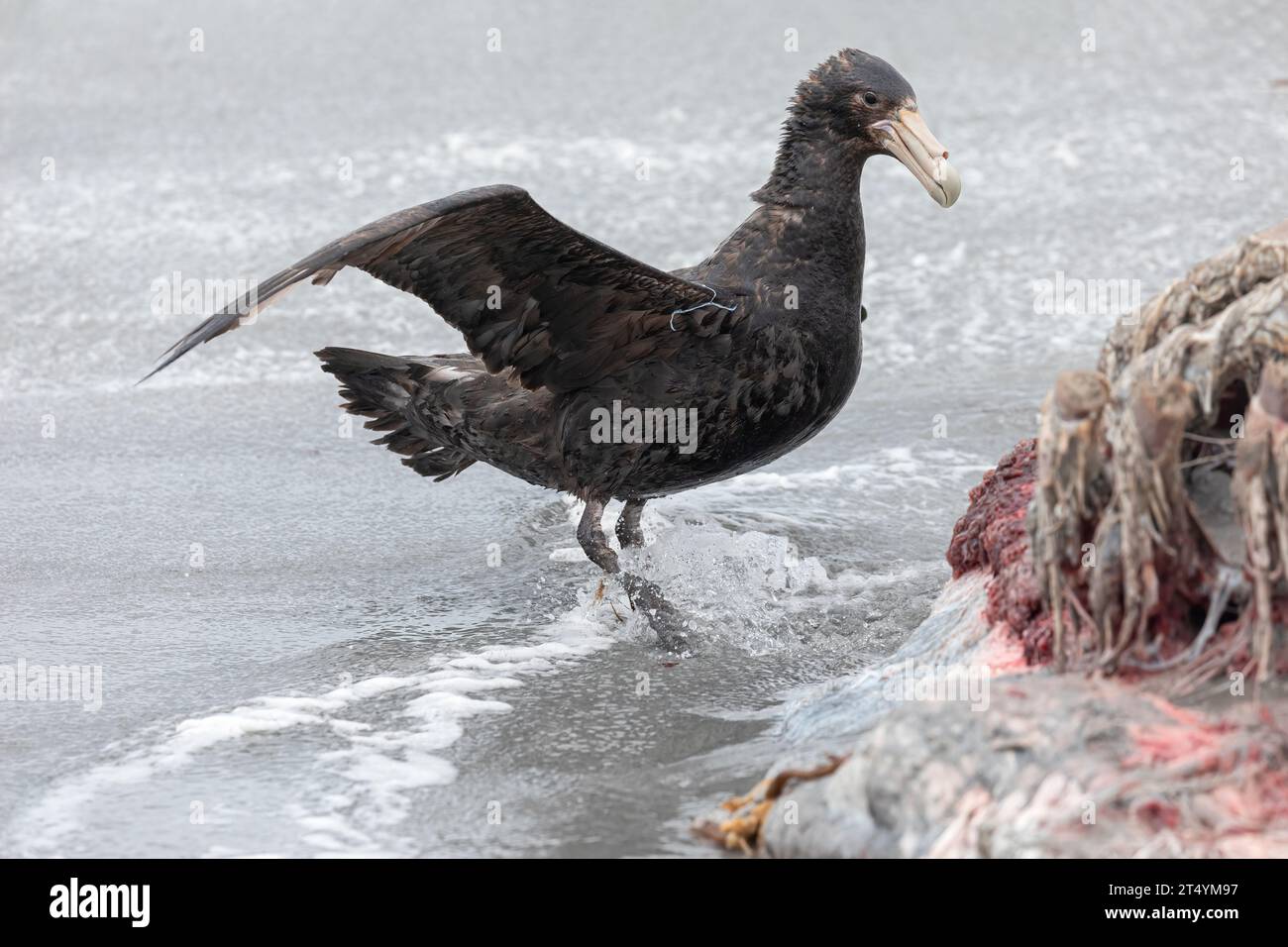 Southern Giant Petrel, Macronectes giganteus, adulto in una carcassa di foca elefante Isole Falkland novembre Foto Stock