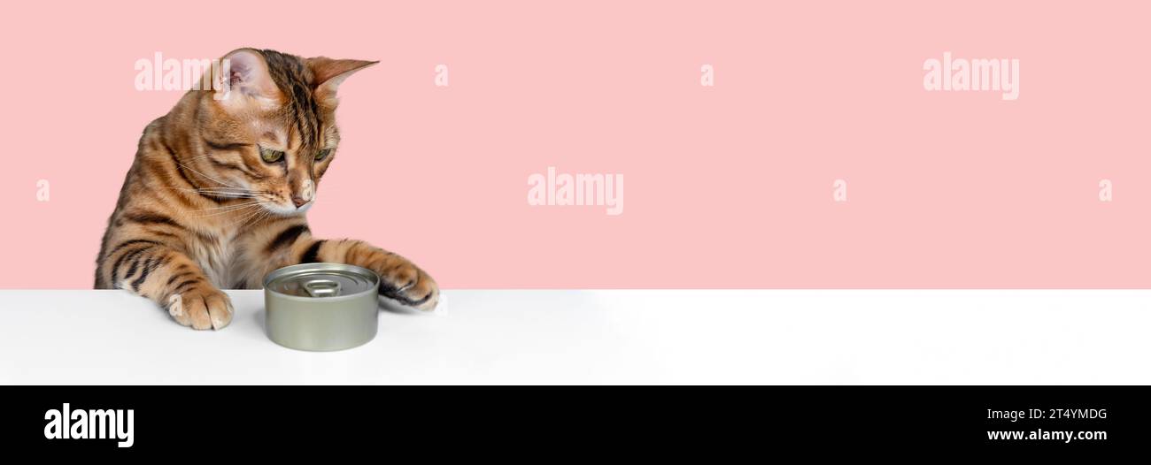 Gatto del Bengala e cibo per gatti in scatola. Dare da mangiare al gatto. Copia spazio. Foto Stock