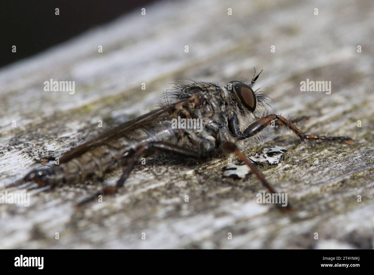 Rapina con coda di aquilone (Machimus atricapillus) Foto Stock