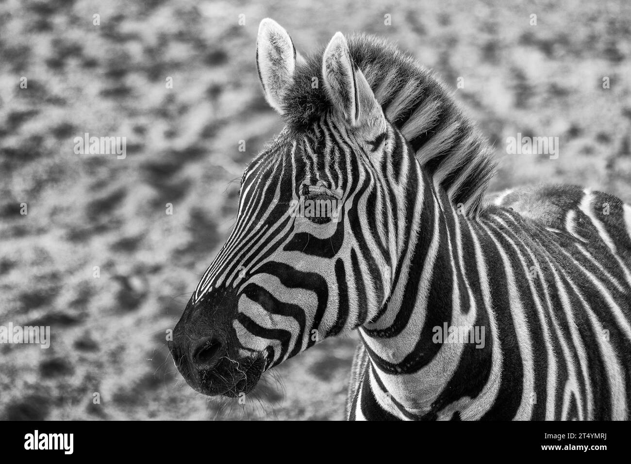 Zebra bianche e nere a righe (Equus quagga) avvistate all'aperto in Africa. Mammiferi a zoccolo di medie dimensioni che si trovano nelle praterie e nelle savane in tutto il c Foto Stock
