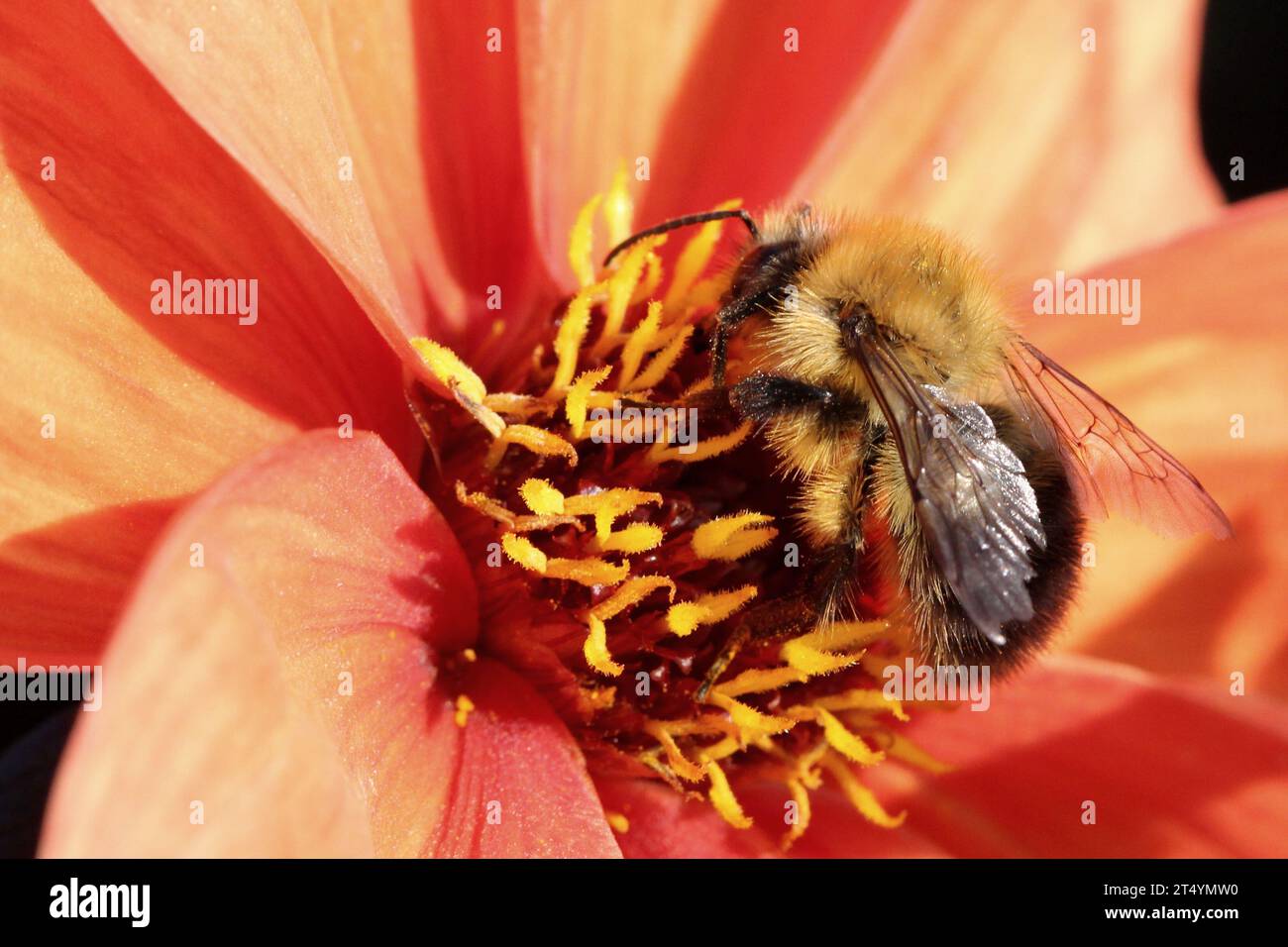 Carder Bee comune su un fiore Foto Stock