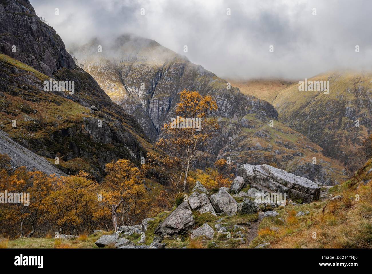 Betulle in autunno lungo il sentiero per la Hidden Valley che guarda verso Am Bodach, Glencoe, Highlands, Scozia Foto Stock