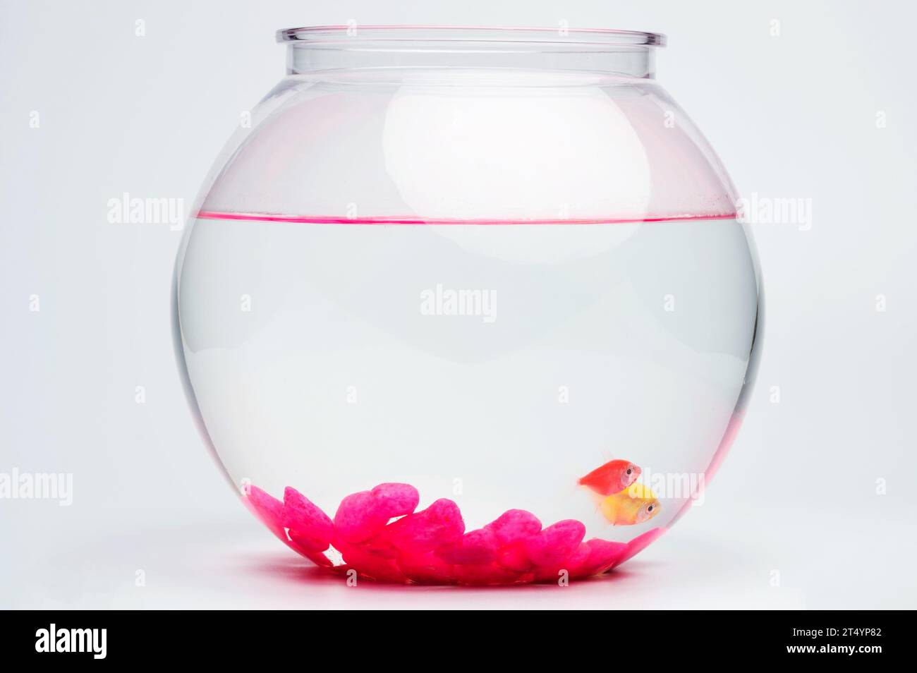Ciotola dell'acquario pulita con pesci e rocce rosa vista laterale isolata su sfondo bianco dello studio Foto Stock